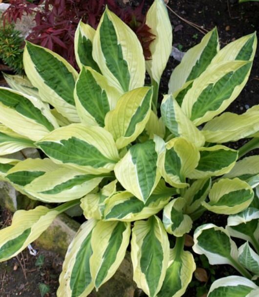 Hosta Yellow Polka Dot Bikini